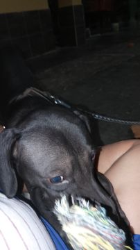 Hospedaje de perros