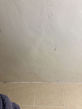 Mold Removal Expert