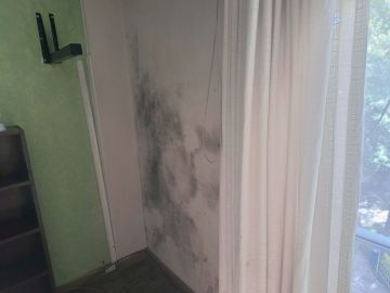 Mold Removal Expert
