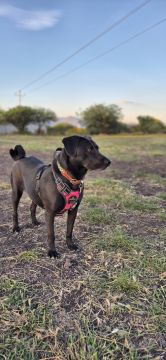 Guardería para perros
