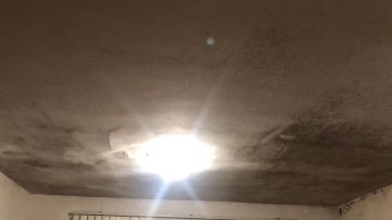 Mold Removal Expert