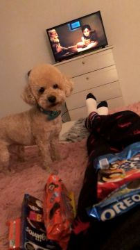 Guardería para perros