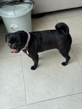 Hospedaje de perros