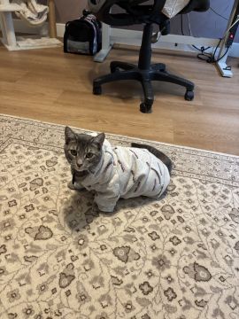 Hotel for Cats