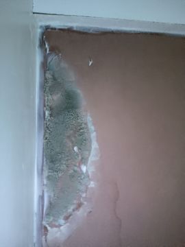 Mold Inspection and Removal