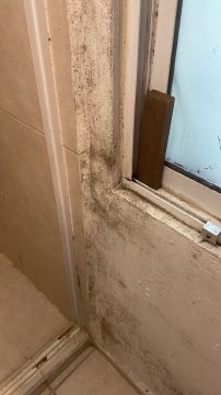 Mold Inspection and Removal