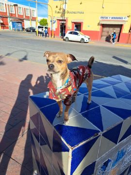 Hospedaje y guarderías de mascotas