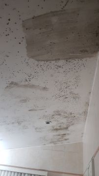 Inspección y eliminación de moho