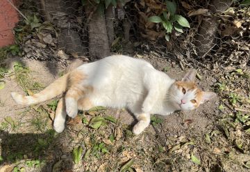 Hospedaje y guarderías de mascotas