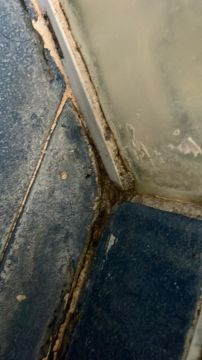 Mold Removal Expert - Domestic Services