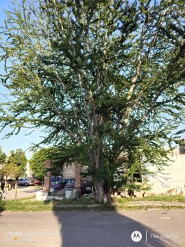 Tree Trimmer