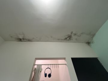 Experto en eliminación de moho
