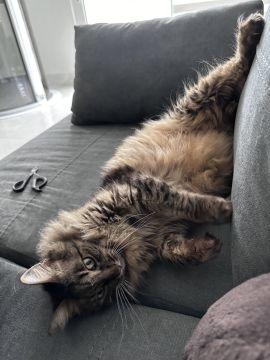 Hotel for Cats