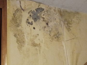 Mold Removal Expert