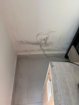 Mold Removal Expert