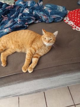 Hotel for Cats