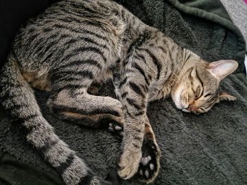 Hospedaje de gatos