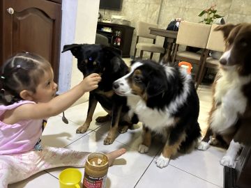 Guardería para perros