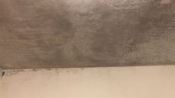 Mold Inspection and Removal