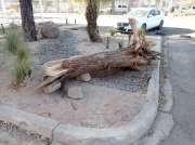 Tree Trimmer