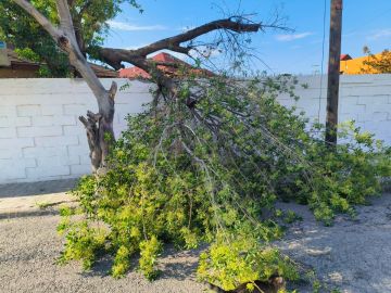 Tree Trimming and Maintenance