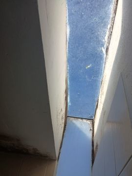 Experto en eliminación de moho