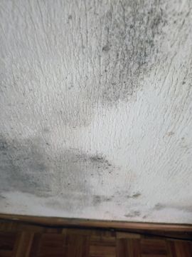 Mold Removal Expert - Domestic Services
