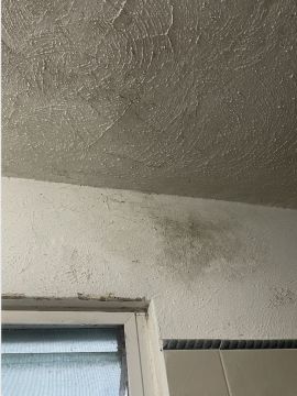 Inspección y eliminación de moho