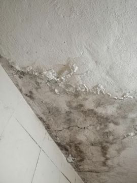 Mold Removal Expert
