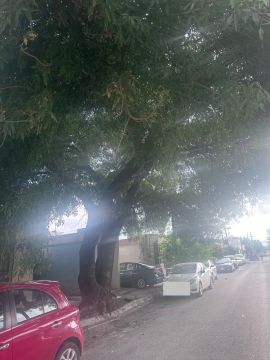 Jardinería