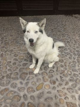 Guardería para perros