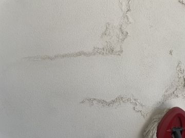 Experto en eliminación de moho