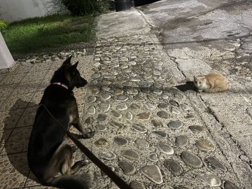 Pet Boarding and Daycare