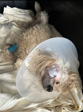 Hospedaje de perros