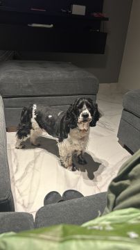 Dog Hotel