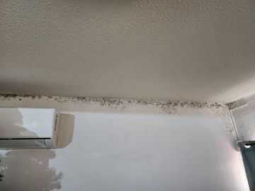 Mold Removal Expert