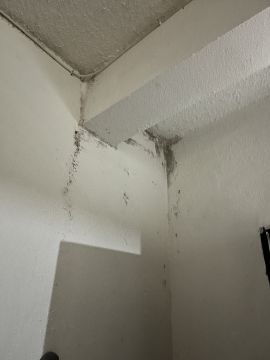 Mold Removal Expert