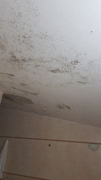Mold Removal Expert