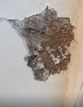 Inspección y eliminación de moho