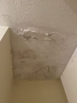 Mold Removal Expert