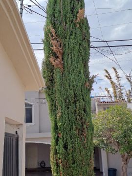 Tree Trimmer