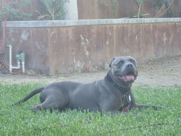 Hospedaje de perros