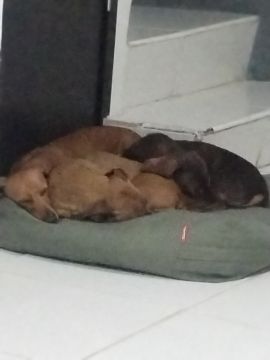 Guardería para perros