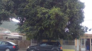 Tree Trimming and Maintenance