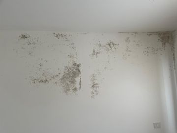 Mold Inspection and Removal