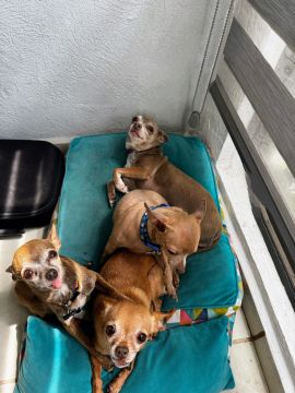 Dog Daycare