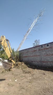 Tree Trimmer
