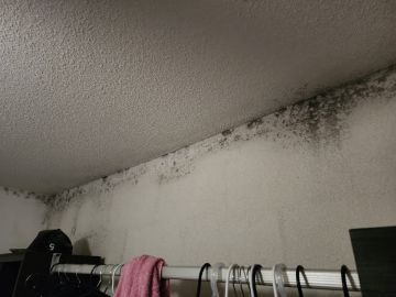 Mold Inspection and Removal - Cleaning