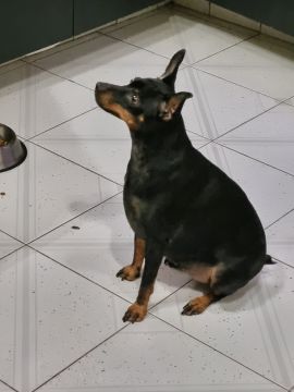 Hospedaje de perros