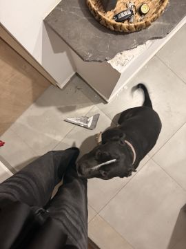 Professional